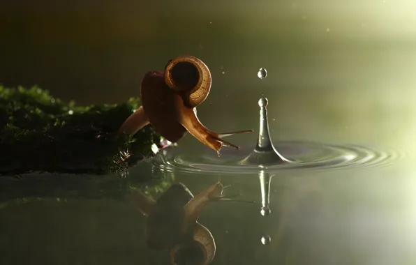 Picture water, mushroom, moss, snail, splash, Vadim Trunov photographer