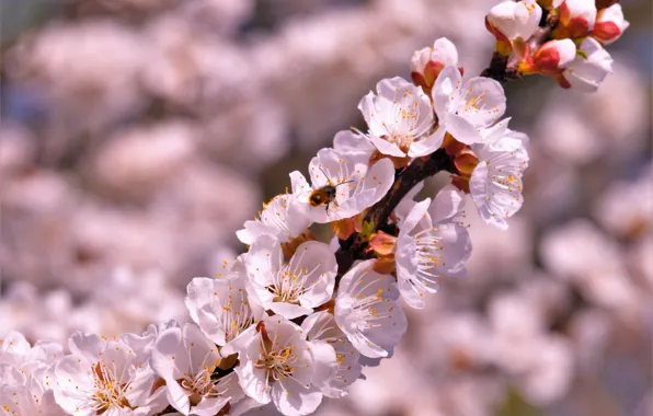 Picture mood, spring, Pink blossom