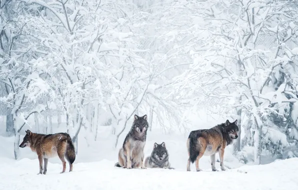 Four Wolves Standing In The Woods Background Wolf Pack Pictures Background  Image And Wallpaper for Free Download
