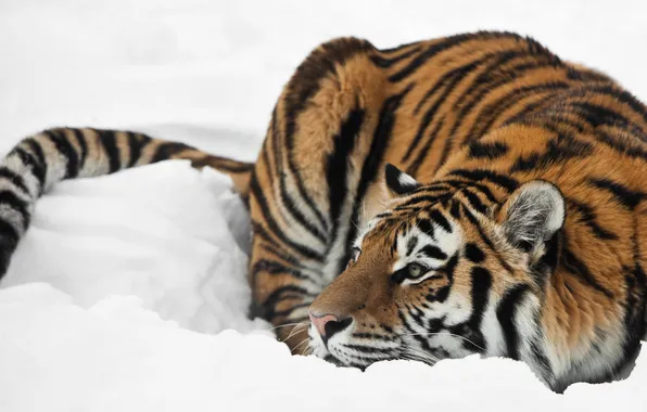 Cat, snow, tiger, profile, Amur