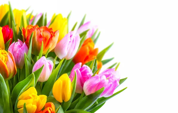 Bouquet, tulips, white background