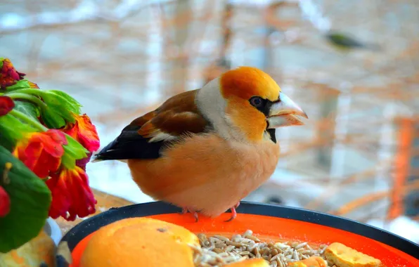 Picture Bird, Flowers, Bird