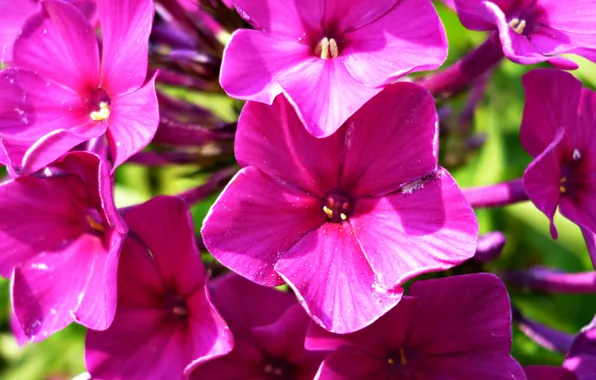 Picture summer, macro, flowers, nature, plant, petals, purple