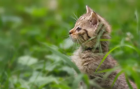 Grass, kitty, wild cat