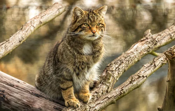 Cat, cat, branches, grey, background, tree, striped, bokeh