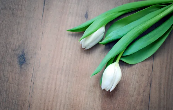 Background, tulips, white tulips