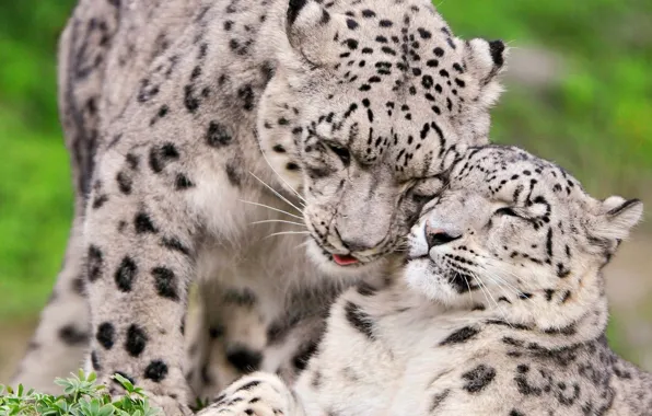 Picture pair, affection, or snow leopards, Ounces