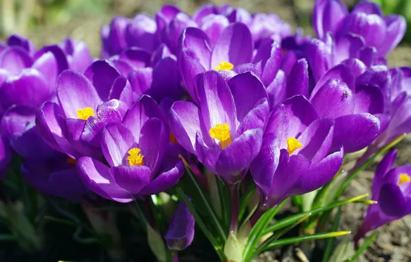 Picture purple, spring, crocuses