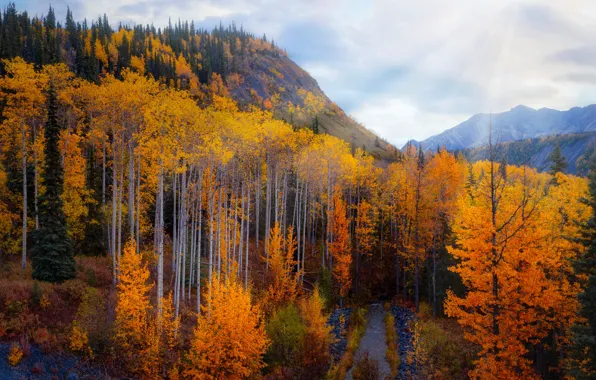 Autumn, forest, rays, light, mountains, path, the colors of autumn, Golden autumn
