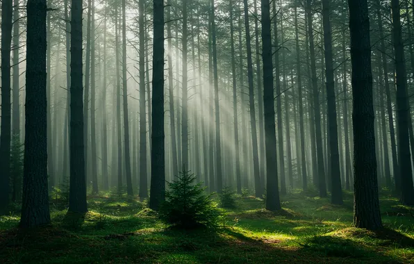 Forest, fog, wallpaper, forest, the sun's rays, fog, sun rays