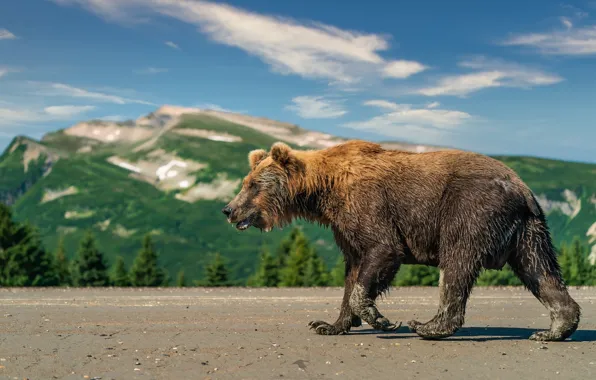 Forest, mountains, bear, walk