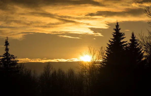 The sky, clouds, trees, sunset