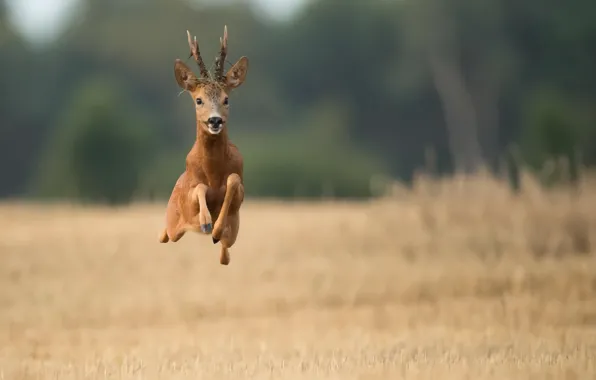 Picture field, flight, deer, running