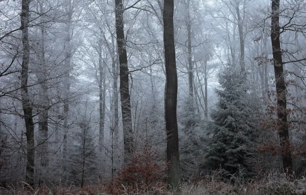 Frost, forest, trees, nature, the evening