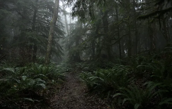 Picture forest, trees, nature, USA, fern, path, Squak Mountain