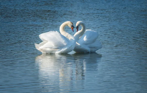Birds, pair, Swan, white, swans, pond
