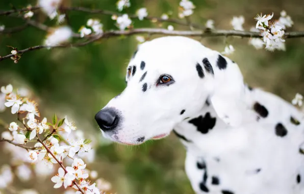 Look, face, flowers, branches, cherry, portrait, dog, spring