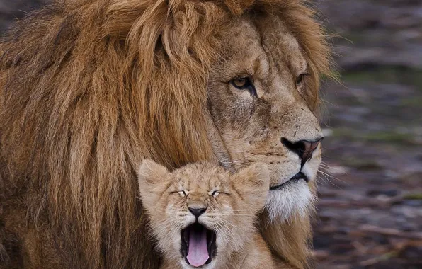 Animals, predators, Leo