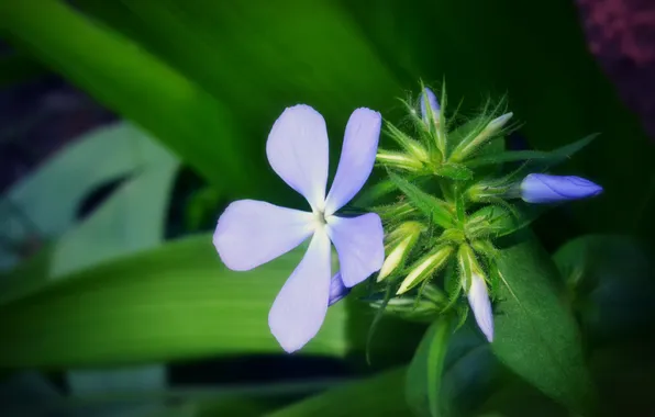 Macro, flowers, rasteryalsya flowers