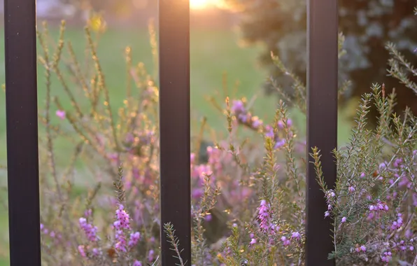 Greens, the sun, macro, rays, light, flowers, nature, the fence