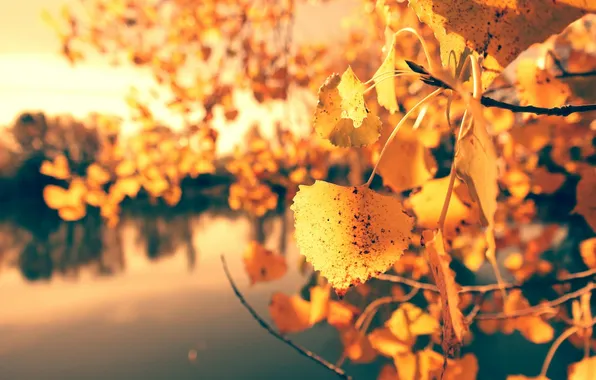 Leaves, nature, river