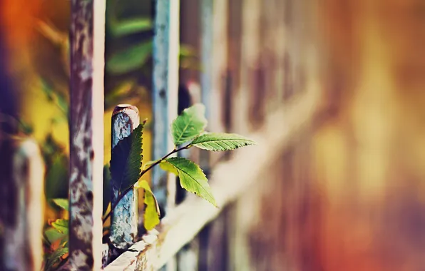 Picture autumn, leaves, macro, the fence, the photo with the mood