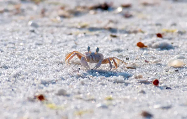 Picture sand, animals, shore, crab, grit, crab