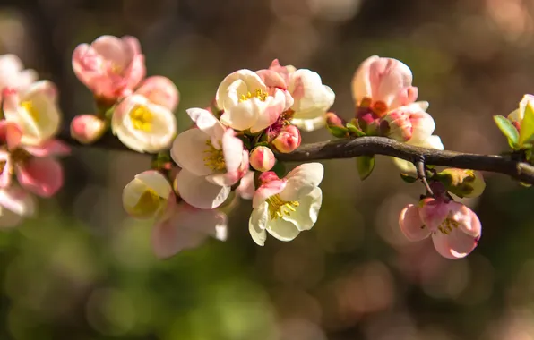 Picture branch, flowers, flowering, gently, leaves