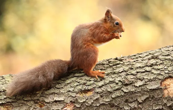 Yellow, pose, background, tree, walnut, protein, tail, profile