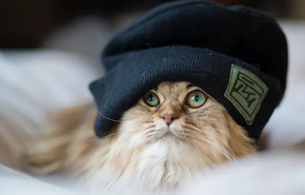 Cat, hat, fluffy, Daisy, Ben Torode, Benjamin Torode