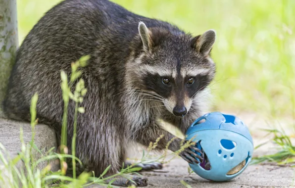 Grass, the game, raccoon, the ball, ©Tambako The Jaguar