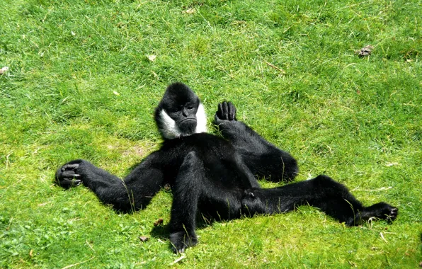 BACKGROUND, GRASS, WOOL, BLACK, PAWS, GLADE, MONKEY, GREEN