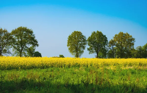 Picture greens, the sky, grass, the sun, trees, flowers, yellow, spring