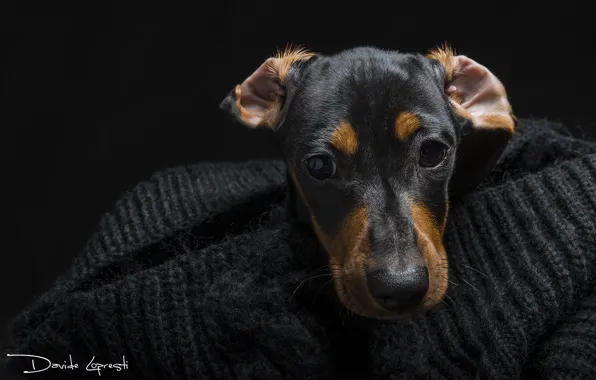 Picture eyes, look, face, dog, Dachshund
