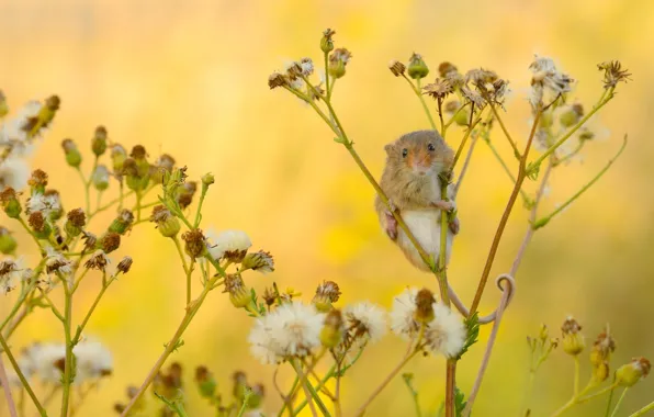 Macro, mouse, Harvest Mouse, The mouse is tiny