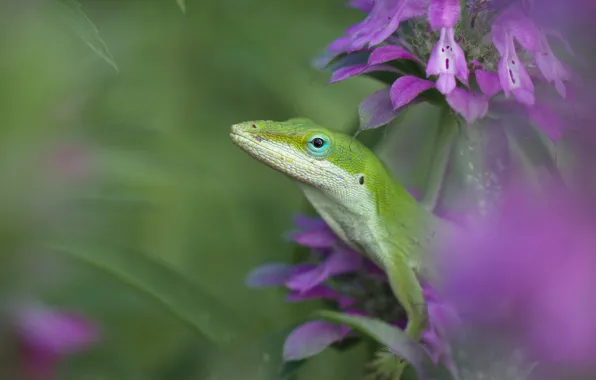 Picture macro, flowers, green, background, blur, lizard, pink, reptile