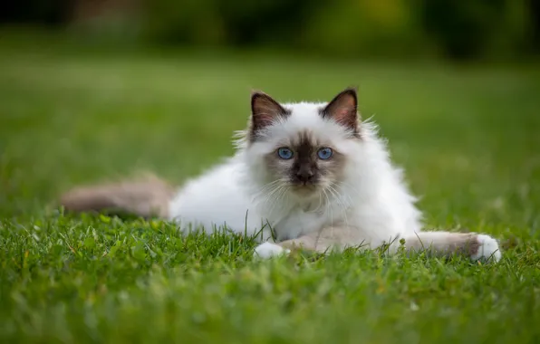 Picture cat, summer, grass, cat, look, nature, pose, lawn