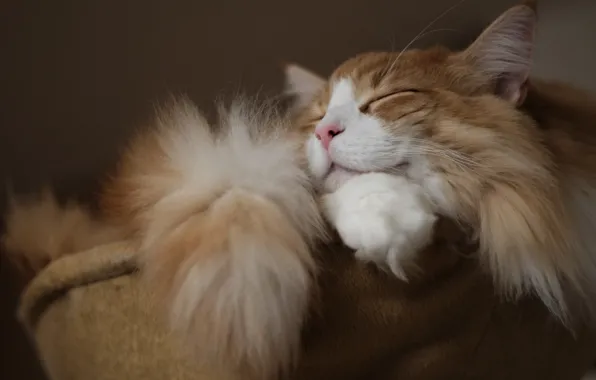 Cat, wool, sleeping