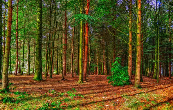 Picture forest, leaves, trees, trunk