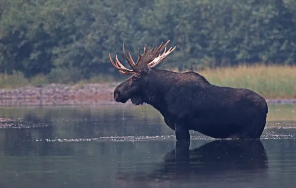 Picture nature, river, horns, moose
