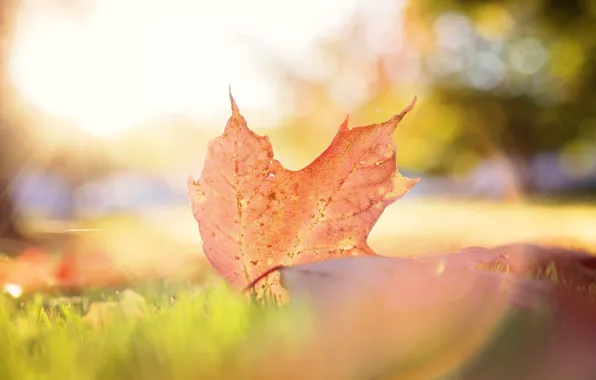 Picture autumn, leaves, macro, light, sheet, bokeh