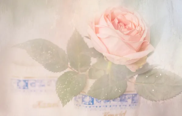 Picture leaves, flowers, background, roses, light, art, haze, pot