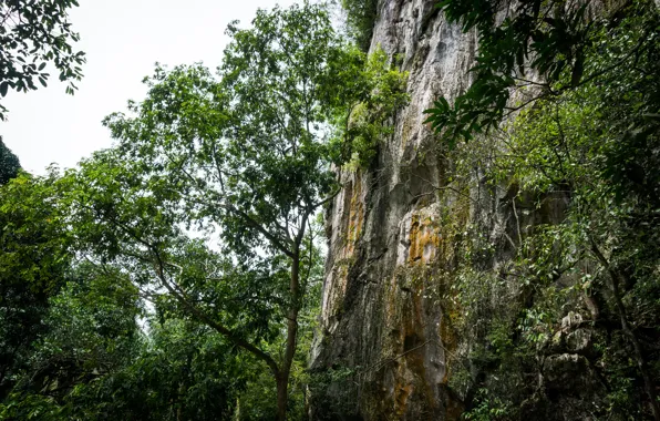 Green, forest, nature, hill, sleeping, buddha, malaysia, lembing