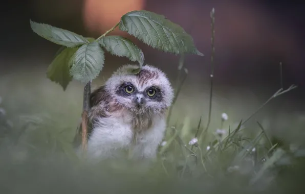 Picture nature, owl, leaves, little