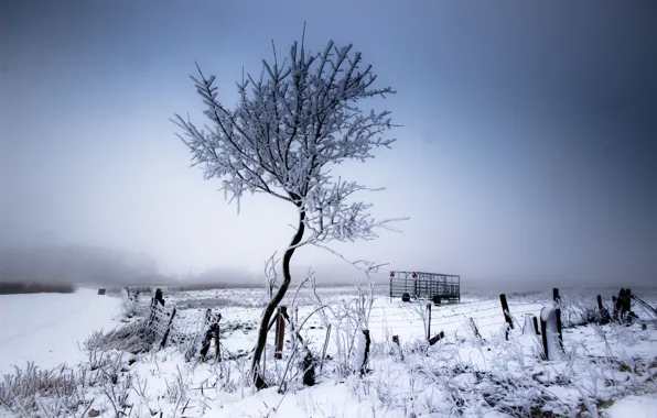 Storm, winter, snow, tree, fog, fence, silence, farm