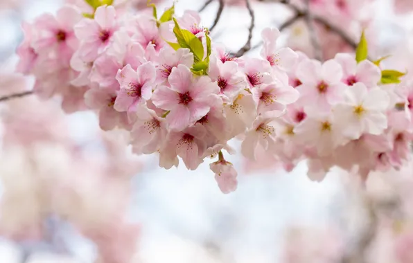 Flowers, cherry, branch, spring, garden, Sakura, pink, light background