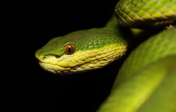 Picture look, macro, close-up, green, snake, profile, black background, reptile