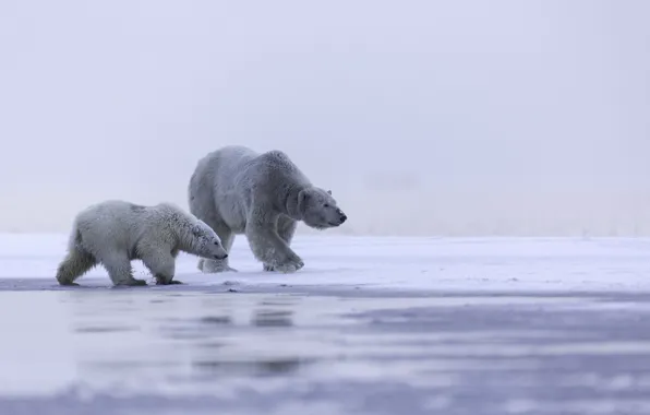 Ice, family, Alaska, polar bear, Arctic