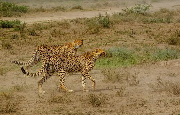 Cats, nature, Cheetah