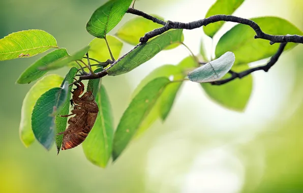 Leaves, tree, branch, insect